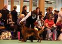 Crufts2010 2186